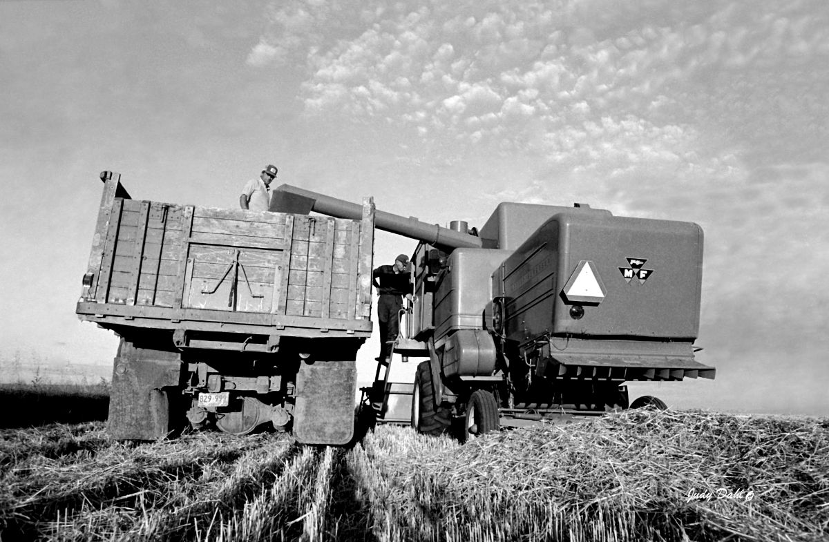 harvest-time
