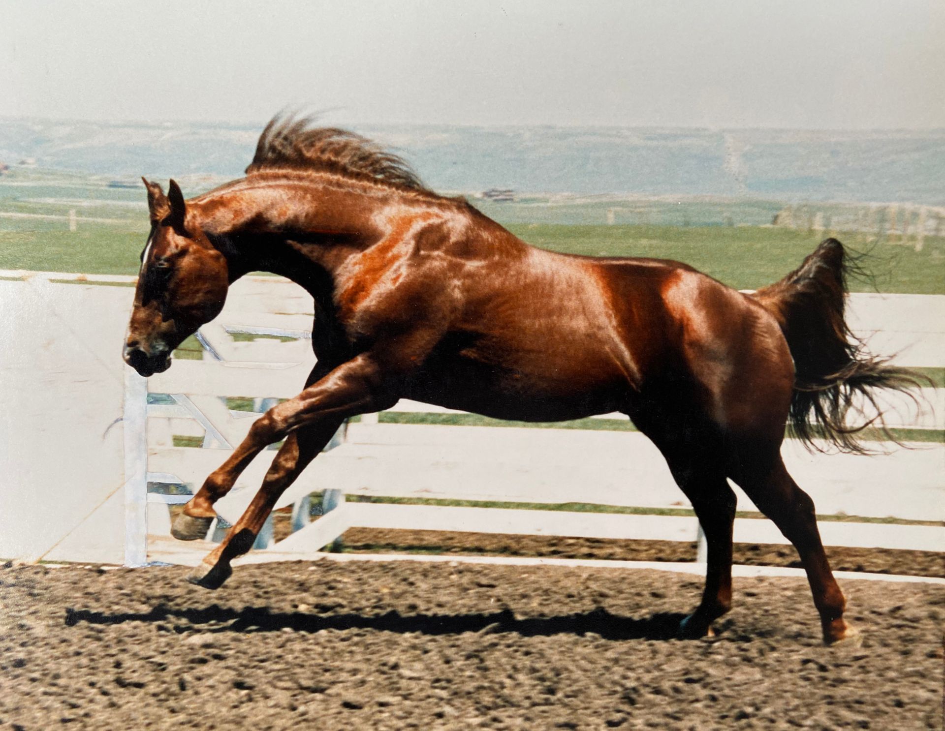 livestock-1988-quarter-horse-stallion-in-motion