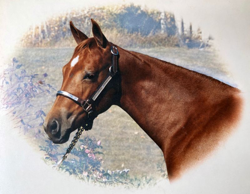 livestock-quarter-horse-filly
