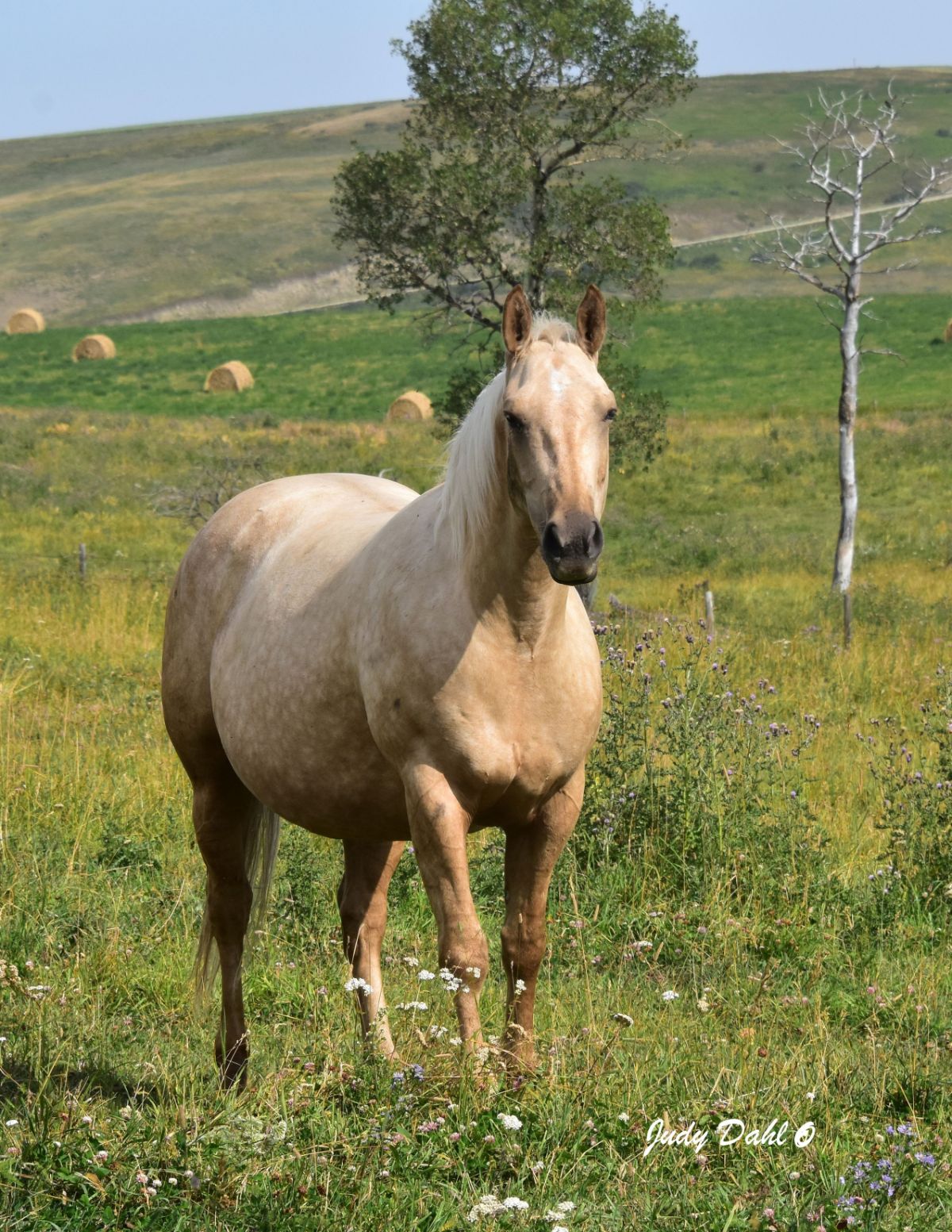 palomino-quarter-horse