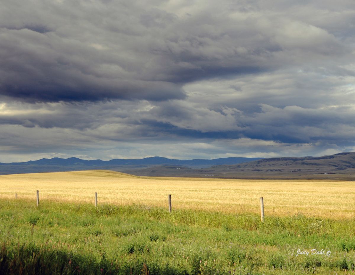ripening-grain-field