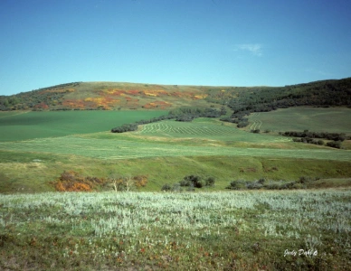 southern-alberta-hay-field