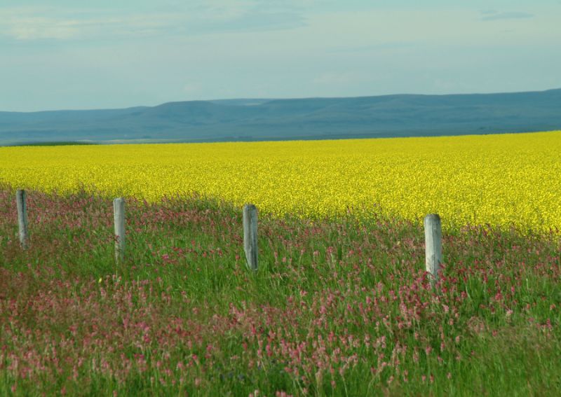 beautiful-canola-field