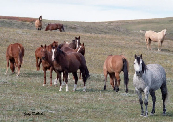 horses